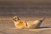 Frankreich, Pas de Calais, Opalküste, Berck sur Mer, Seehund (Phoca vitulina), Seehunde sind heute eine der Haupttouristenattraktionen in der Somme-Bucht und an der Opalküste