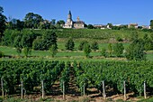France, Saone et Loire, Chanes, vineyards on a hillside with a village in the background\n