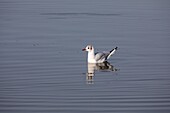 Frankreich, Somme, Baie de Somme, Saint Quentin en Tourmont, Naturschutzgebiet der Baie de Somme, Ornithologischer Park von Marquenterre, lachende Möwe