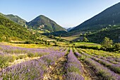 France, Drôme, regional natural park of Baronnies provençales, Chaudebonne, lavender field at Col Sausse\n