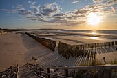 France, Pas de Calais, Wissant, breakwater stakes to slow the erosion of the coast\n