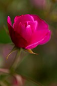 Frankreich, Somme, Tal der Authie, Rosa X Pemberton 1920 Vanity, Argoules, die Gärten von Valloires sind botanische und landschaftliche Gärten auf dem Gelände der alten Zisterzienserabtei von Valloires auf einer Fläche von 8 Hektar und beschriftet bemerkenswerten Garten