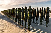 Frankreich, Somme, Marquenterre, Quend-Plage, Muschelkultur, etwa 50 000 Muscheln werden von Muschelzüchtern ausgebeutet, sie werden bei Ebbe entdeckt