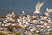 Frankreich, Somme, Baie de Somme, Cayeux sur Mer, der Hable d'Ault beherbergt regelmäßig eine Kolonie von Brandseeschwalben (Thalasseus sandvicensis ) zur Brutzeit