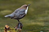 Frankreich, Doubs, Creuse-Tal, Vogel, Zwergtaucher (Cinclus cinclus)