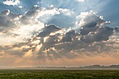 Frankreich, Somme, Somme-Bucht, Naturschutzgebiet der Somme-Bucht, Le Crotoy, Strände von Maye, Die Mollières der Somme-Bucht mit dem blühenden Fliedermeer am frühen Morgen