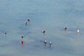 France, Vendee, La Gueriniere, fishermen with landing net (aerial view)\n