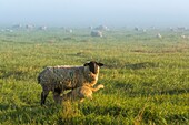 France, Somme, Baie de Somme, Saint Valery sur Somme, Sheeps of salted meadows in the Baie de Somme\n