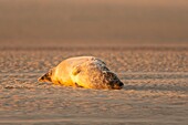 France, Pas de Calais, Authie Bay, Berck sur Mer, common seal (Phoca vitulina), at low tide the seals rest on the sandbanks from where they are chased by the rising tide\n