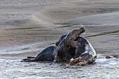 France, Pas de Calais, Authie Bay, Berck sur Mer, Grey Seal Games (Halichoerus grypus), at the beginning of autumn it is common to observe the grey seals playing between them in simulacra of combat, it's also a sign that the mating season is approaching\n