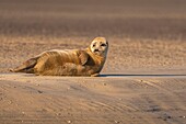 Frankreich, Pas de Calais, Opalküste, Berck sur Mer, Seehund (Phoca vitulina), Seehunde sind heute eine der wichtigsten touristischen Attraktionen der Somme-Bucht und der Opalküste