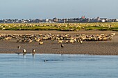 "Frankreich, Somme, Somme-Bucht, Saint Valery sur Somme, Salzwiesenschafe kommen zum Trinken in den Kanal der Somme gegenüber den Docks; ein Seehund kommt, um sie neugierig zu beobachten"