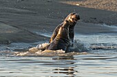 Frankreich, Pas de Calais, Authie-Bucht, Berck sur Mer, Kegelrobbenspiele (Halichoerus grypus), zu Beginn des Herbstes ist es üblich, die Kegelrobben zu beobachten, wie sie in einer Simulation des Kampfes miteinander spielen, dies ist auch ein Zeichen dafür, dass die Paarungszeit naht