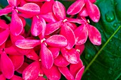 France, Caribbean, Lesser Antilles, Guadeloupe, Grande-Terre, Le Gosier, Creole Beach hotel, tropical plant detail in the garden\n