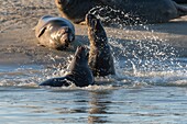 Frankreich, Pas de Calais, Authie-Bucht, Berck sur Mer, Kegelrobbenspiele (Halichoerus grypus), zu Beginn des Herbstes ist es üblich, die Kegelrobben zu beobachten, wie sie miteinander spielen und einen Kampf simulieren, auch ein Zeichen dafür, dass die Paarungszeit naht