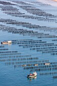 France, Vendee, La Faute sur Mer, mussel boats in mussel farm (aerial view)\n