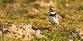 Frankreich, Somme, Baie de Somme, Cayeux sur Mer, Der Hable d'Ault, Flussregenpfeifer (Charadrius dubius) in kiesigen Rasenflächen