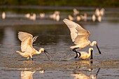 Frankreich, Somme, Somme Bay, Le Crotoy, Crotoy Marsh, Ansammlung von Löfflern (Platalea leucorodia Eurasian Spoonbill), die in einer Gruppe zum Fischen in den Teich kommen, mit einigen Konflikten zwischen Vögeln