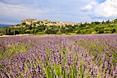 France, Vaucluse, regional natural reserve of Luberon, Saignon, lavender field in bloom at the foot of the village\n