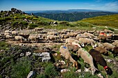 France, Ardeche, parc naturel régional des Monts d'Ardeche (Regional natural reserve of the Mounts of Ardeche), La Souche, transhumance on the Tanargue Massif\n