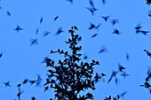 France, Doubs, Swiss border, bird, Chaffinch (Fringilla montifringilla) gathering in dormitory for the night\n