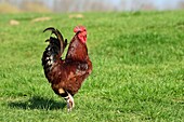France, Nord, Genech, cock in a meadow\n