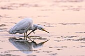 Frankreich, Somme, Somme Bay, Le Crotoy, Crotoy Marsh, Silberreiher (Ardea alba) bei der Toilette