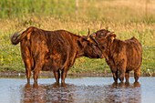 France, Somme, Somme Bay, Crotoy Marsh, Le Crotoy, Highland Cattle (Scottish cow) for marsh maintenance and eco grazing\n