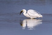 France, Somme, Baie de Somme, Le Crotoy, Crotoy Marsh, Great Egret (Ardea alba - Great Egret) fishing catching a fish\n