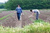 France, Indre et Loire,Courcoué, picking asparagus\n