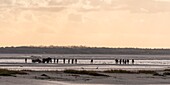 France, Somme, Somme Bay, Nature Reserve of the Somme Bay, Le Crotoy, Nature guide and its horse carriage come to observe the seals with tourists\n