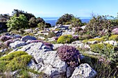France, Alpes Maritimes, Regional Natural Park of the Alps, Gourdon, Cavillore Pass (1030 m), common thyme (Thymus vulgaris) flowering\n