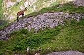 France, Hautes Alpes, national park of Ecrins, valley of Valgaudemar, La Chapelle en Valgaudemar, chamois in the glacial Circus of Gioberney\n