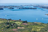 France, Morbihan, Gulf of Morbihan, heather on l'Ile aux Moines (aerial view)\n