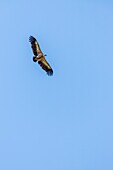 France, Hautes-Alpes, regional natural park of Baronnies provençales, Saint-May, vulture (Gyps fulvus) hovering above the gorges of Eygues\n