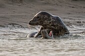 "Frankreich, Pas de Calais, Authie Bay, Berck sur Mer, Kegelrobbenspiele (Halichoerus grypus), zu Beginn des Herbstes ist es üblich, die Kegelrobben zu beobachten, wie sie miteinander spielen und einen Kampf simulieren; dies ist auch ein Zeichen dafür, dass die Paarungszeit naht"