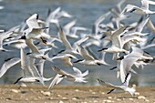 France, Somme, Baie de Somme, Cayeux sur Mer, the Hable d'Ault regularly hosts a colony of Sandwich Terns (Thalasseus sandvicensis ) for the breeding season, here a raptor causes the flight of all the birds\n