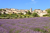 Frankreich, Vaucluse, Regionales Naturschutzgebiet Luberon, Saignon, blühendes Lavendelfeld am Fuße des Dorfes