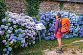 France, Finistere, Douarnenez, Plomarc'h site, protected natural area along the GR 34 hiking trail or customs trail\n