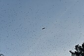 France, Doubs, Swiss border, bird, chaffinch (Fringilla montifringilla) gathering in dormitory for the night, raptor chasing in the middle of the flight, flying concentrate\n