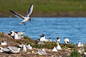 Frankreich, Somme, Somme-Bucht, Crotoy-Sumpf, Le Crotoy, jedes Jahr lässt sich eine Lachmöwenkolonie (Chroicocephalus ridibundus - Lachmöwe) auf den Inseln des Crotoy-Sumpfes nieder, um zu nisten und sich fortzupflanzen, die Vögel tragen die Zweige für den Nestbau