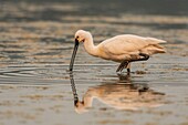 Frankreich, Somme, Somme-Bucht, Le Crotoy, Crotoy-Sumpf, Ansammlung von Löfflern (Platalea leucorodia Löffler), die in einer Gruppe zum Fischen in den Teich kommen