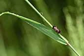 Frankreich, Territoire de Belfort, Foussemagne, Wiese, Cercopis vulnerata, Männchen