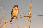 France, Somme, Baie de Somme, Cayeux sur Mer, The Hable d'Ault, Common Linnet (Linaria cannabina)\n