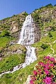 Frankreich, Hautes Alpes, Nationalpark Ecrins, Tal von Valgaudemar, La Chapelle en Valgaudemar, die Gioberney, der Wasserfall des Voile de la Mariée (Brautschleier) und blühender Rhododendron ferruginous (Rhododendron ferrugineum)