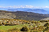 France, Alpes Maritimes, Parc Naturel Regional des Prealpes d'Azur, Coursegoules, montagne du Cheiron, Coursegoules pass (1414 m), Mercantour mountains in the background\n