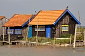 France, Charente Maritime, Marennes Oleron Basin, La Tremblade, colored oyster farm along the channel of La Greve\n