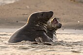 Frankreich, Pas de Calais, Authie Bay, Berck sur Mer, Kegelrobbenspiele (Halichoerus grypus), zu Beginn des Herbstes ist es üblich, die Kegelrobben zu beobachten, wie sie in einer Simulation des Kampfes miteinander spielen, dies ist auch ein Zeichen dafür, dass die Paarungszeit naht