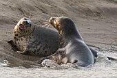 Frankreich, Pas de Calais, Authie-Bucht, Berck sur Mer, Kegelrobbenspiele (Halichoerus grypus), zu Beginn des Herbstes ist es üblich, Kegelrobben zu beobachten, die untereinander einen Kampf simulieren, auch ein Zeichen dafür, dass die Paarungszeit naht