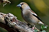 France, Doubs, bird, Grosbecause (Coccothraustes coccothraustes), female\n